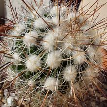 Una foto de Stenocactus vaupelianus