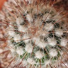 Una foto de Stenocactus vaupelianus