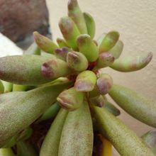 Photo of a cactus currently being identified