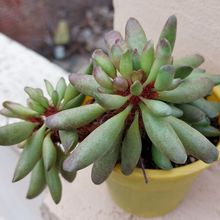 Photo of a cactus currently being identified