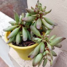 Photo of a cactus currently being identified