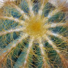 A photo of Parodia magnifica