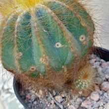 A photo of Parodia magnifica