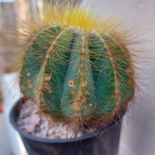 A photo of Parodia magnifica