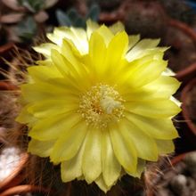 A photo of Parodia magnifica