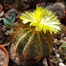A photo of Parodia magnifica