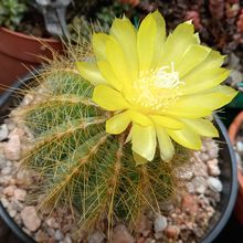 A photo of Parodia magnifica