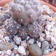 A photo of Copiapoa humilis subsp. tenuissima