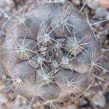 A photo of Copiapoa humilis subsp. tenuissima