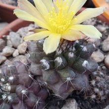 A photo of Copiapoa humilis subsp. tenuissima