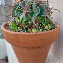 A photo of Ferocactus recurvus