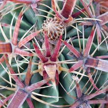 A photo of Ferocactus recurvus
