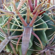 A photo of Ferocactus recurvus