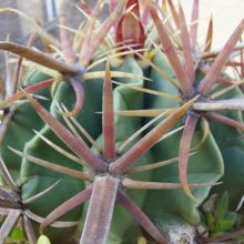 A photo of Ferocactus recurvus