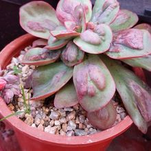 A photo of Echeveria Baron Bold (HIBRIDO)