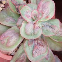 A photo of Echeveria Baron Bold (HIBRIDO)