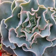 A photo of Echeveria Camisole (HIBRIDO)