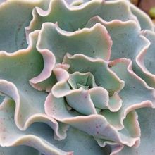 A photo of Echeveria Camisole (HIBRIDO)