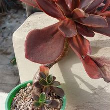 Una foto de Echeveria fimbriata  