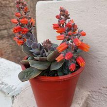 Una foto de Echeveria racemosa
