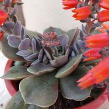 Una foto de Echeveria racemosa