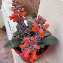 Una foto de Echeveria racemosa