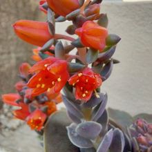 Una foto de Echeveria racemosa