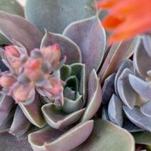Una foto de Echeveria racemosa