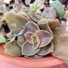 Una foto de Echeveria racemosa