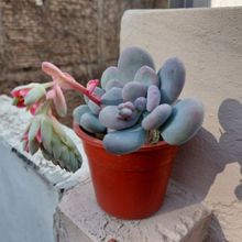 Photo of a cactus currently being identified