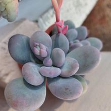Photo of a cactus currently being identified