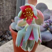 Photo of a cactus currently being identified