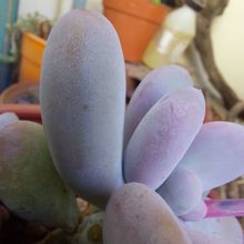Photo of a cactus currently being identified