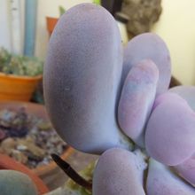 Photo of a cactus currently being identified