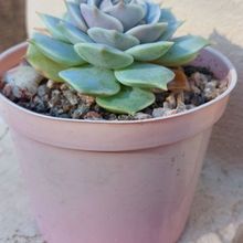 A photo of Echeveria Lola (Echeveria lilacina x Echeveria Tippy) (HIBRIDO)