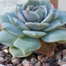 A photo of Echeveria Lola (Echeveria lilacina x Echeveria Tippy) (HIBRIDO)