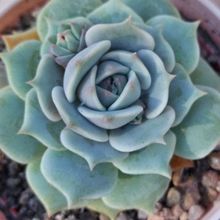 A photo of Echeveria Lola (Echeveria lilacina x Echeveria Tippy) (HIBRIDO)
