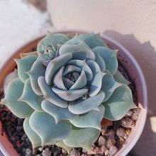 A photo of Echeveria Lola (Echeveria lilacina x Echeveria Tippy) (HIBRIDO)