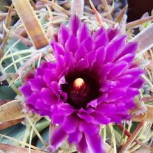 A photo of Ferocactus recurvus