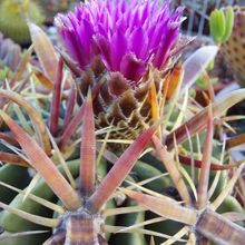 A photo of Ferocactus recurvus