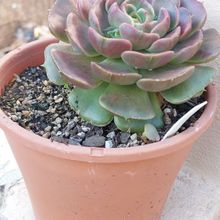 Photo of a cactus currently being identified