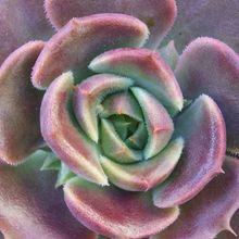 Photo of a cactus currently being identified