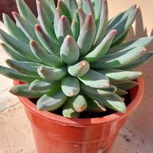 Una foto de Pachyphytum hookeri