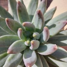 Una foto de Pachyphytum hookeri