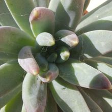 Una foto de Pachyphytum hookeri