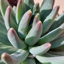 Una foto de Pachyphytum hookeri