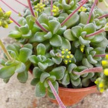 Una foto de Crassula cv. Fernwood