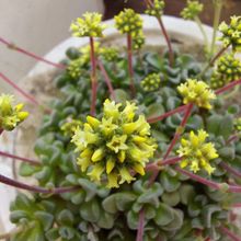 Una foto de Crassula cv. Fernwood