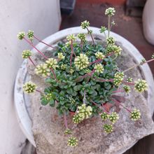 Una foto de Crassula cv. Fernwood