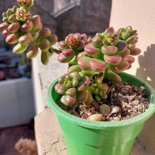 Una foto de Sedum lucidum Obesum